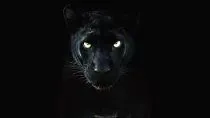 MV5BYTk0OTM0OTQtNGY0ZS00NDBkLTg1Y2YtYTY4OGMwMGUxNjBmXkEyXkFqcGc@. SY600 SX400